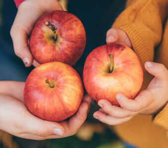 Closeup of hands holding three red apples