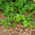 Closeup of poison ivy leaves on the side of a trail