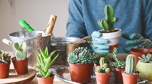 Person in gardening gloves putting small succulents in ceramic pots