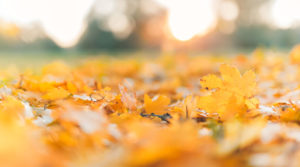 Fall lawn with leaves