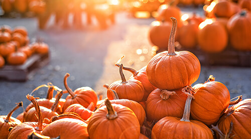 Pile of Pumpkins